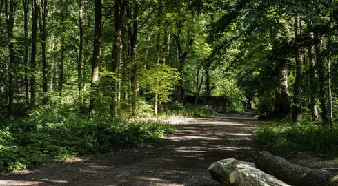 Vue au coeur de la forêt de Meudon dans les Hauts-de-Seine