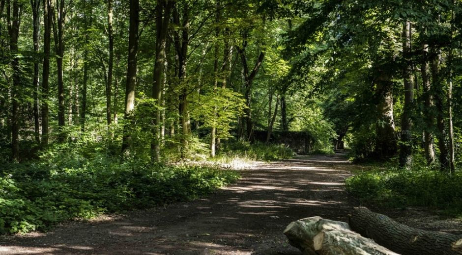 Vue au coeur de la forêt de Meudon dans les Hauts-de-Seine