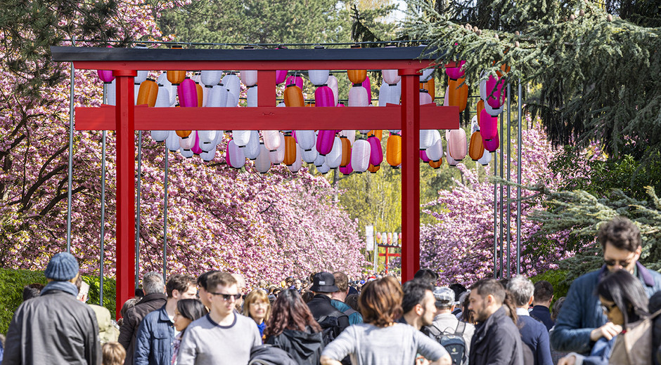 Hanami -Domaine de Sceaux – parc- musée Les cerisers en fleurs au Domaine de Sceaux – parc et musée départementaux pour célébrer le Hanami.