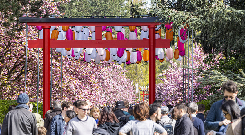 Les cerisers en fleurs au Domaine de Sceaux – parc et musée départementaux pour célébrer le Hanami. 