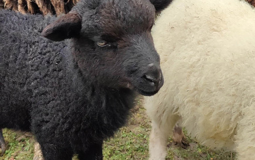 Tonte des moutons dans le parc de Sceaux