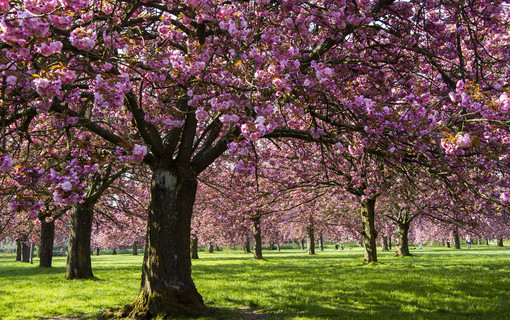 Les cerisiers japonais en fleurs 