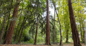 Le parc départemental de la Roseraie Vue du parc départemental de la Roseraie
