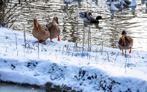 Un hiver dans les Hauts-de-Seine