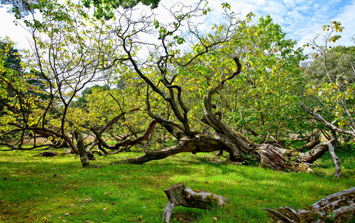 Les arbres remarquables des Hauts-de-Seine